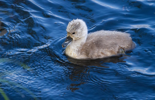 Knobbelzwaan Cygnus olor Chick drijvend op de rivier in de buurt van de kust