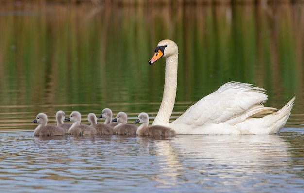 Knobbelzwaan Cygnus olor Een vogel met kleine kuikens drijft een rivier af