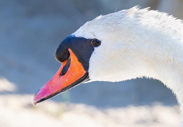 Knobbelzwaan Cygnus olor Een volwassen vogel drijft op de rivier-closeup