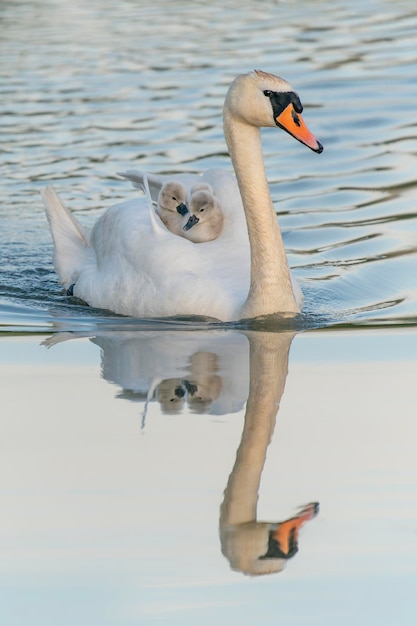 Knobbelzwaan (Cygnus olor) jonge zwaan maakt een ritje op zijn rug. Gelderland in Nederland.