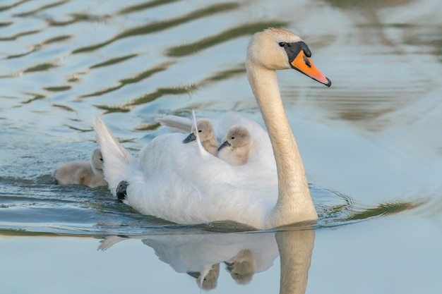 Knobbelzwaan (Cygnus olor) met jonge kuikens op zijn rug. Knobbelzwaan en kuikens op een meer.