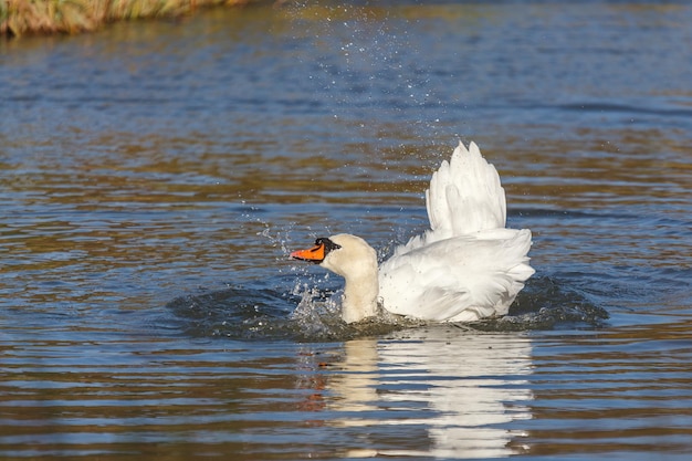 Knobbelzwaan (cygnus olor) spettert in het water