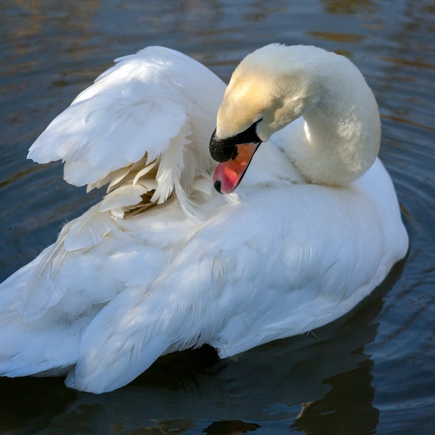 Knobbelzwaan (Cygnus olor) strijkt zijn veren glad