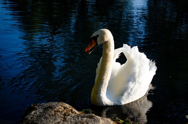 knobbelzwaan cygnus olor