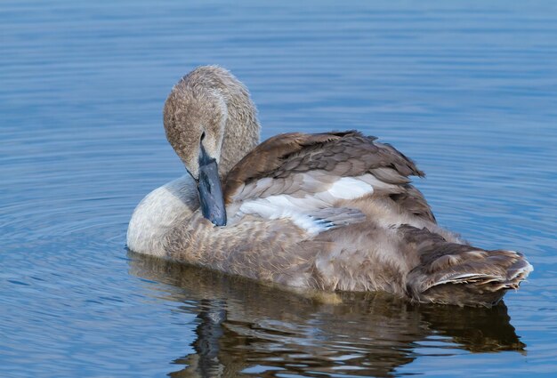 Knobbelzwaan een jonge vogel die in een rivier zwemt en zijn veren borstelt