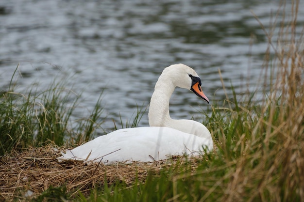 Knobbelzwaan op het nest Cygnus olor