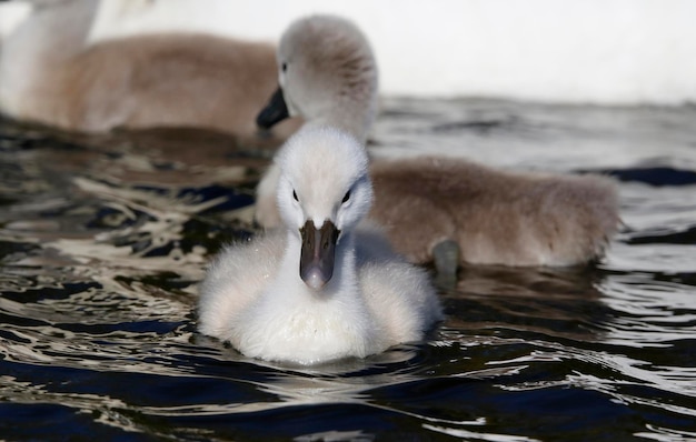 Knobbelzwaan zwanen op een meer