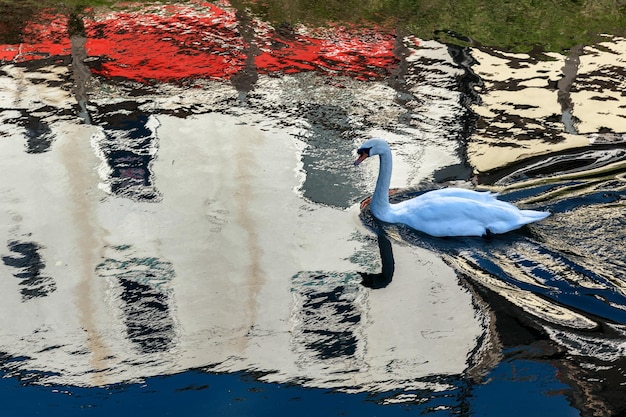 Knobbelzwaan Zwemmen langs de oude rivier de Nene