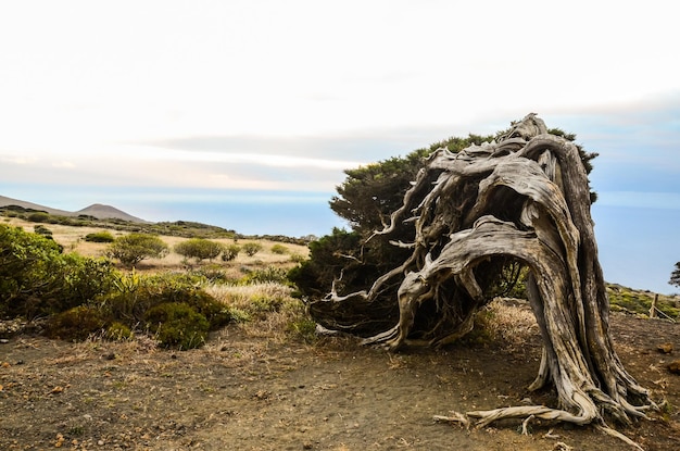 Knoestige jeneverbesboom gevormd door de wind op El Sabinar, eiland El Hierro