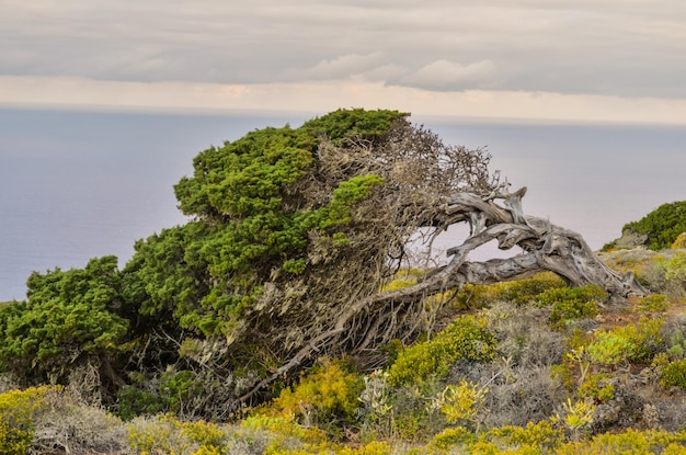 Knoestige jeneverbesboom gevormd door de wind op el sabinar, eiland el hierro