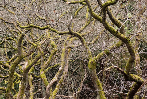 Knoestige takken van veel bomen