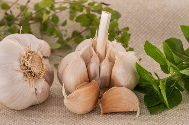 Knoflook en kruiden geïsoleerd op stof achtergrond.