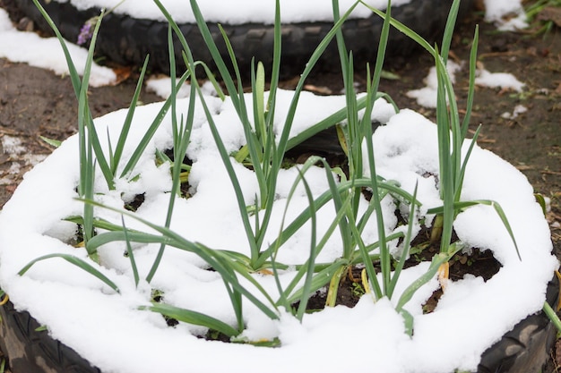 Knoflook in de biologische tuin bedekt met sneeuw