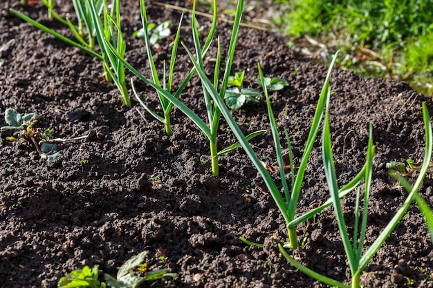 Knoflook in de tuin