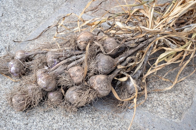 Knoflook oogsten in de tuin Vuile knoflook in trossen gedroogd Een bos knoflookkoppen