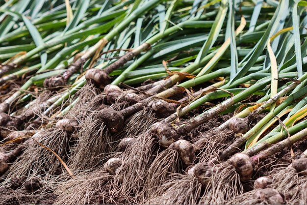 Knoflook oogsten in het tuinoogstconcept