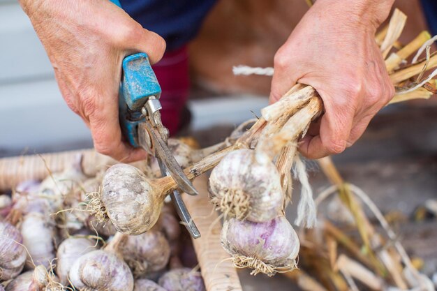 Knoflook oogsten voor de winter Landbouwconcept Gezond vers voedsel