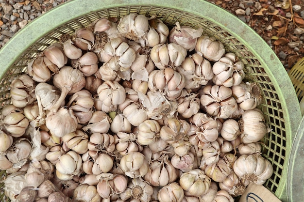 knoflook op de markt