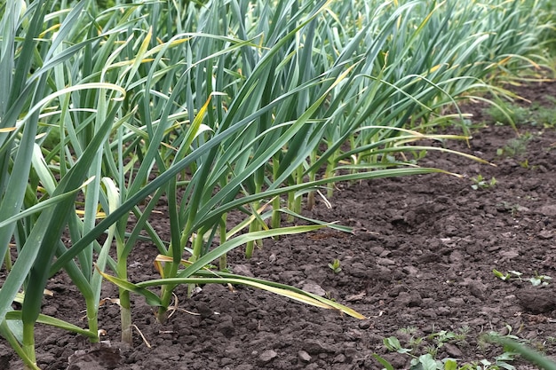 Knoflook planten