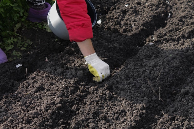 Foto knoflook voor in de volle grond knoflookteentjes knoflook in bedden planten