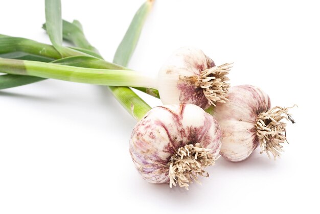 Knoflook