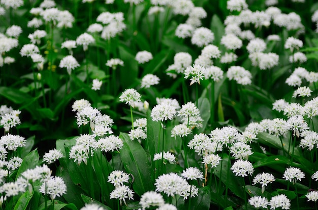 Knoflookplanten in het bos