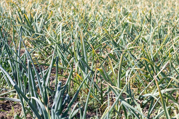 Knoflookveld in het landschap biologische knoflook geteeld op het platteland landbouwveld van knoflook