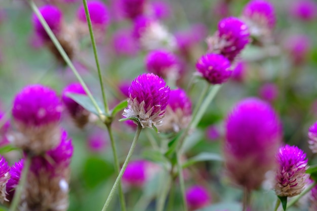 Knop bloementuin. Gomphrena globosa. een eenjarig kruid, en wordt over het algemeen gebruikt als sierplant.