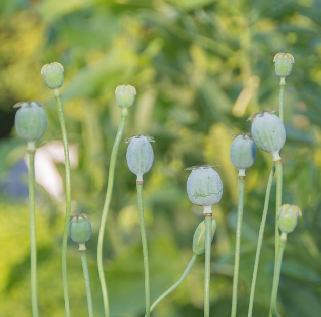 Knop en groene papaverkop. Papaver.