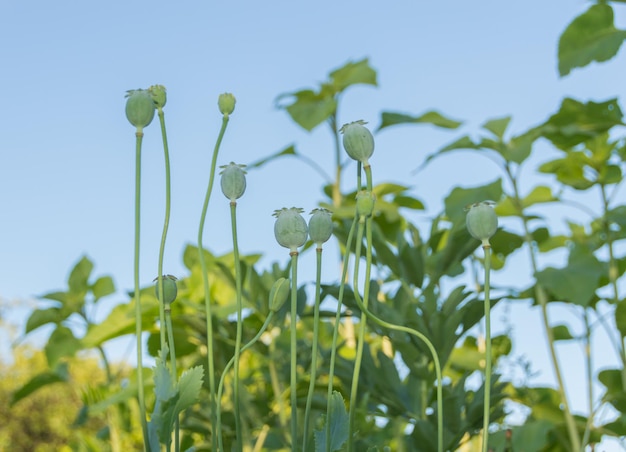 Knop en groene papaverkop. Papaver.