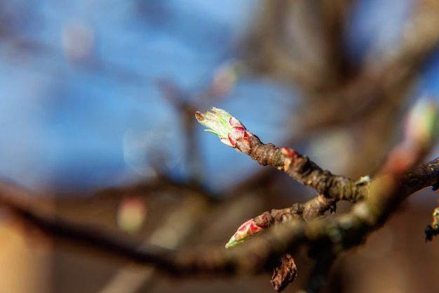 knop en tak gloeien in de zon op onscherpe achtergrond