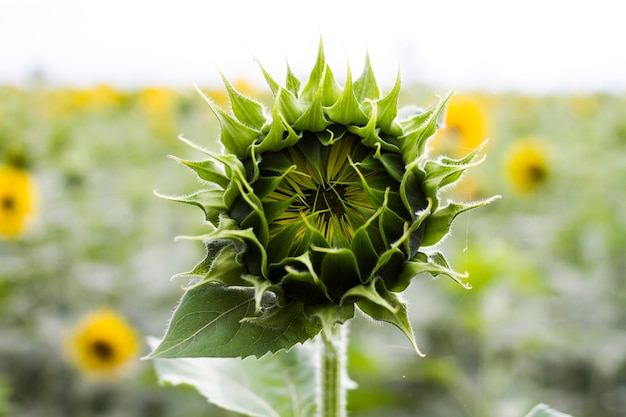 Knop van de close-up de groene zonnebloem