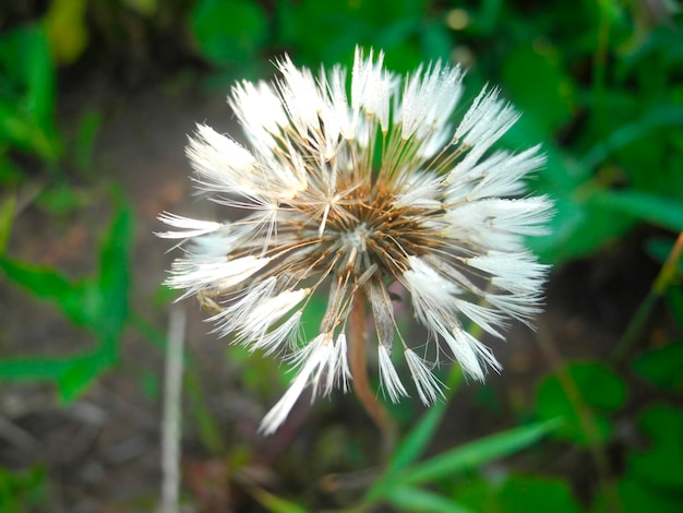 Knop van een paardebloem