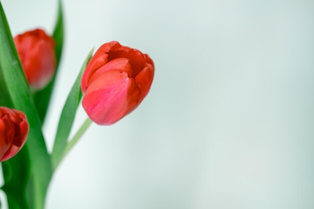 Knop van een rode tulp close-up op een witte achtergrond Lente boeket bloemen