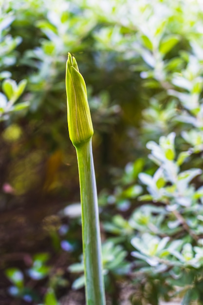 Knop van hippeastrum-reticulatumbloem