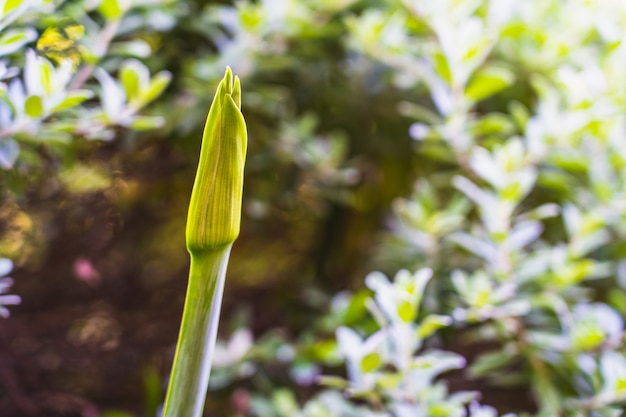 Knop van Hippeastrum-reticulatumbloem