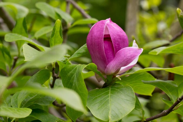 Knop van roze Magnolia Soulangeana op een tak met bladeren op een wazige groene achtergrond selectieve focus