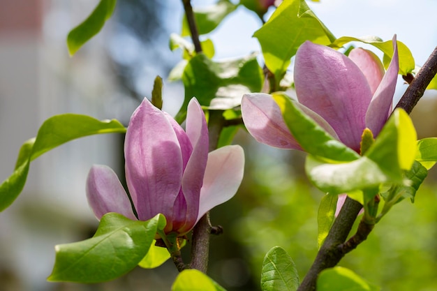 Knop van roze Magnolia Soulangeana op een tak met bladeren op een wazige groene achtergrond selectieve focus