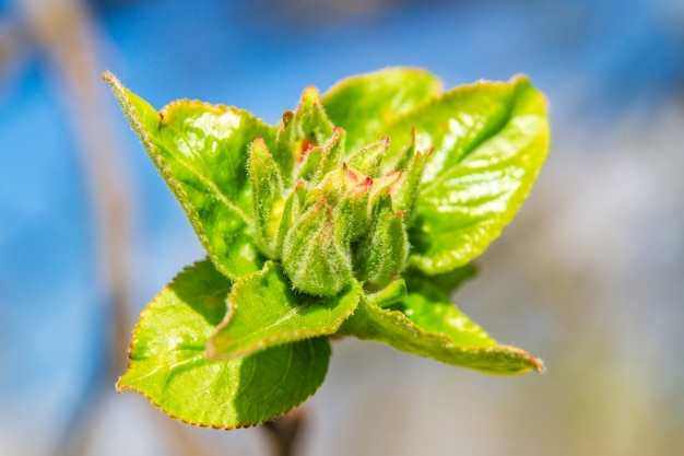 Knop voor bloei vroege lente op een tak van een appelboom in de tuin