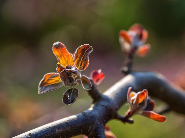 Knoppen bloeien in het voorjaar. Natuurlijk groen.