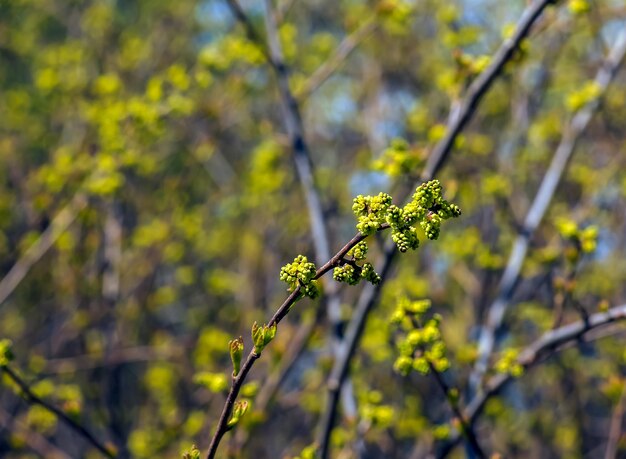 Knoppen en bladeren van de sumac Rhus trilobata in het voorjaar