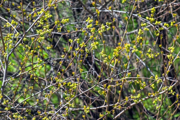 Knoppen en bladeren van de sumac Rhus trilobata in het voorjaar