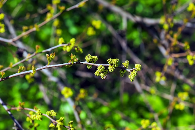 Knoppen en bladeren van de sumac Rhus trilobata in het voorjaar