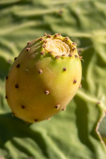 Knoppen en bloem van vijg tegen de zon