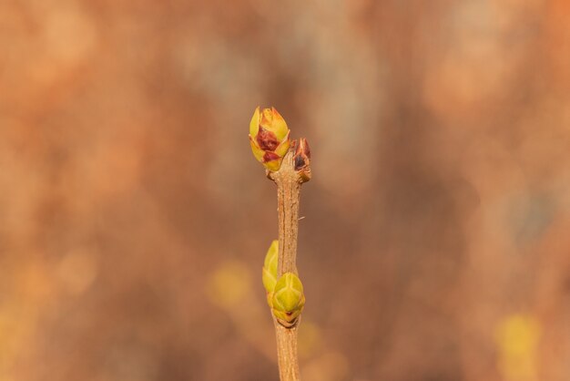 Knoppen op bomen in het voorjaar. Boomknoppen in het voorjaar. Jonge grote knoppen op takken. lente achtergrond.