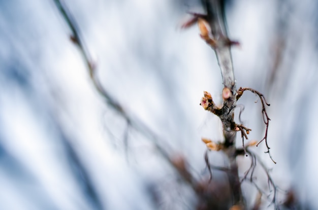 Knoppen op de jonge takken in de winter