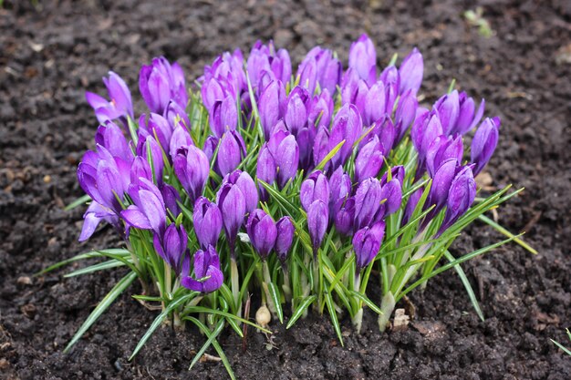 Knoppen purpere krokussen die in de tuin groeien.