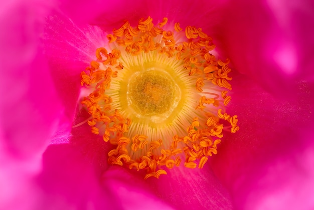 Knoppen van bloeiende Rosa rugosa