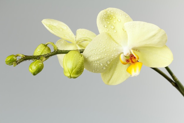 Knoppen van gele orchidee op een grijze achtergrond