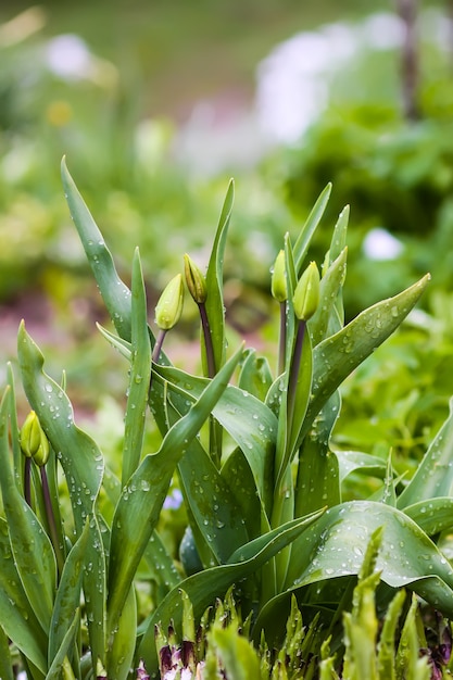 Knoppen van jonge tulpenplanten met groene bladeren in het voorjaar.